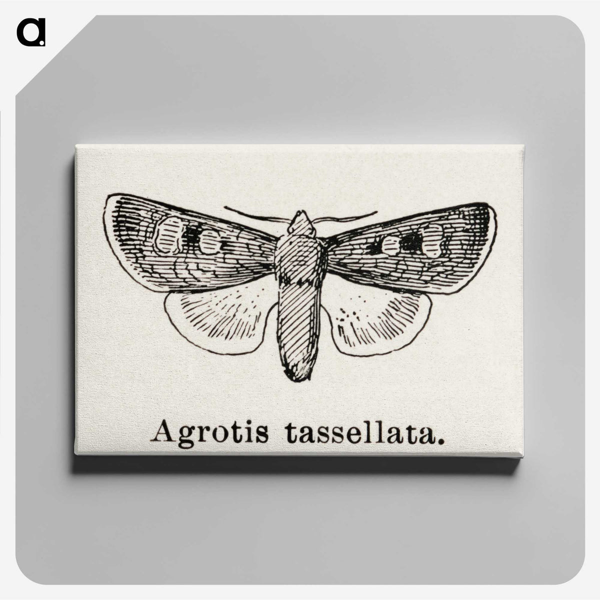 1-97_Moths-and-Butterflies-of-the-United-States_canvas