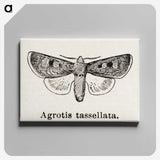 1-97_Moths-and-Butterflies-of-the-United-States_canvas