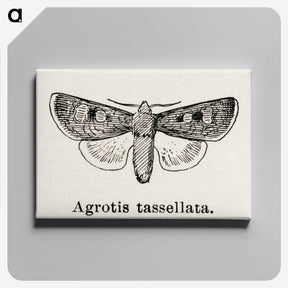 1-97_Moths-and-Butterflies-of-the-United-States_canvas