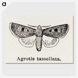 1-97_Moths-and-Butterflies-of-the-United-States_picture-crop