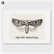 1-97_Moths-and-Butterflies-of-the-United-States_picture