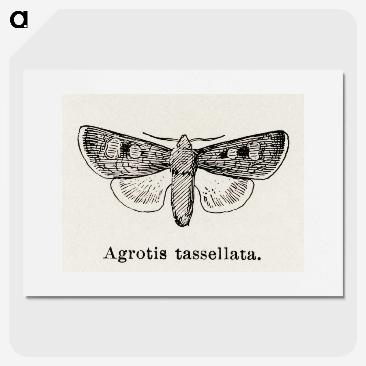 1-97_Moths-and-Butterflies-of-the-United-States_picture