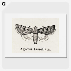 1-97_Moths-and-Butterflies-of-the-United-States_picture