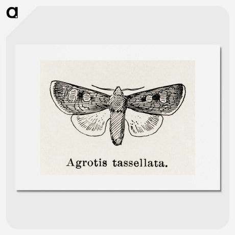 1-97_Moths-and-Butterflies-of-the-United-States_picture