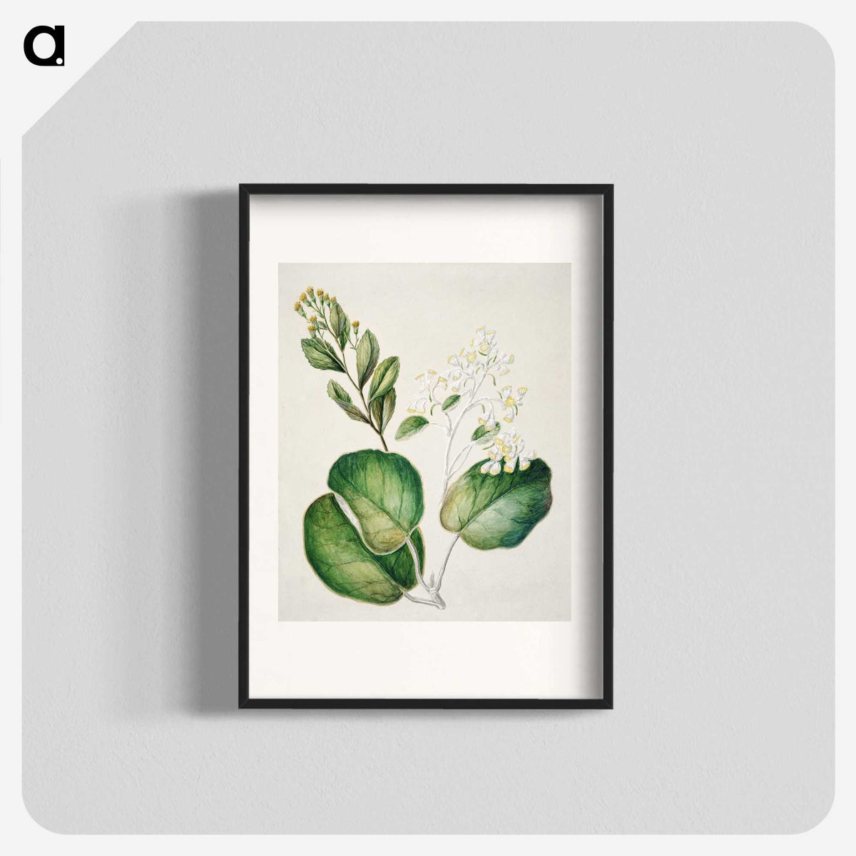 1-97_Native-Flowering-Plants-of-New-Zealand_blk
