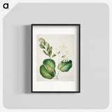 1-97_Native-Flowering-Plants-of-New-Zealand_blk