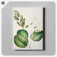 1-97_Native-Flowering-Plants-of-New-Zealand_canvas