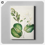 1-97_Native-Flowering-Plants-of-New-Zealand_canvas