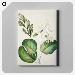 1-97_Native-Flowering-Plants-of-New-Zealand_canvas