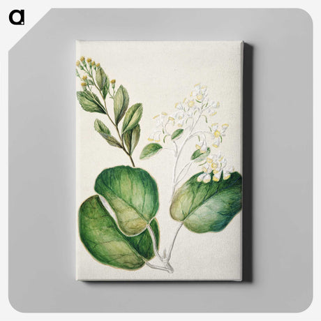 1-97_Native-Flowering-Plants-of-New-Zealand_canvas