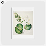 1-97_Native-Flowering-Plants-of-New-Zealand_hagaki