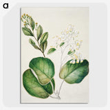 1-97_Native-Flowering-Plants-of-New-Zealand_picture-crop