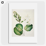 1-97_Native-Flowering-Plants-of-New-Zealand_picture