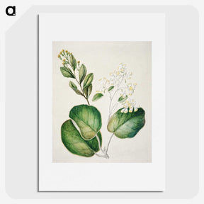 1-97_Native-Flowering-Plants-of-New-Zealand_picture