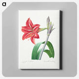 アートパネル-Brazilian Amaryllis - ピエール ジョゼフ ルドゥーテ Canvas.