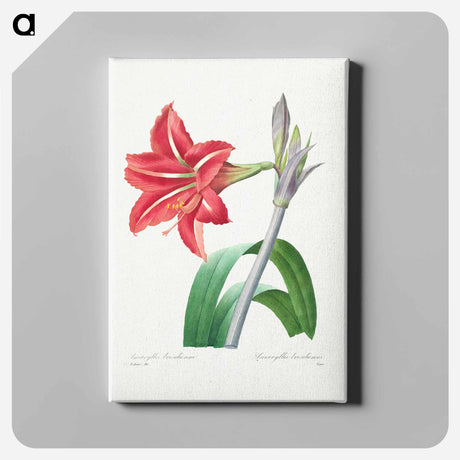 アートパネル-Brazilian Amaryllis - ピエール ジョゼフ ルドゥーテ Canvas.
