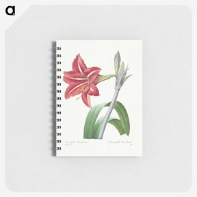 1-97_Pierre-Joseph-Redoute_memo