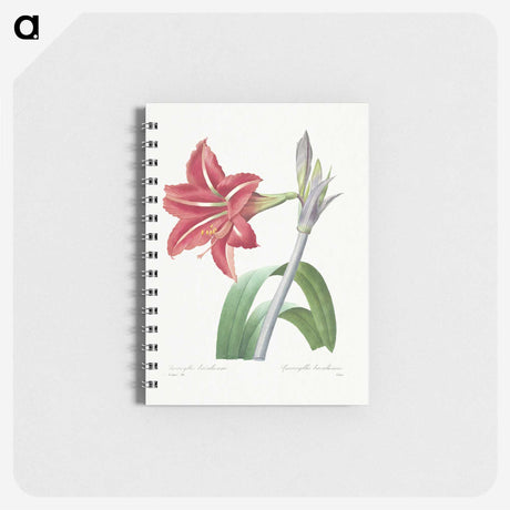 1-97_Pierre-Joseph-Redoute_memo