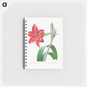 アートメモ帳-Brazilian Amaryllis - ピエール ジョゼフ ルドゥーテ Memo.