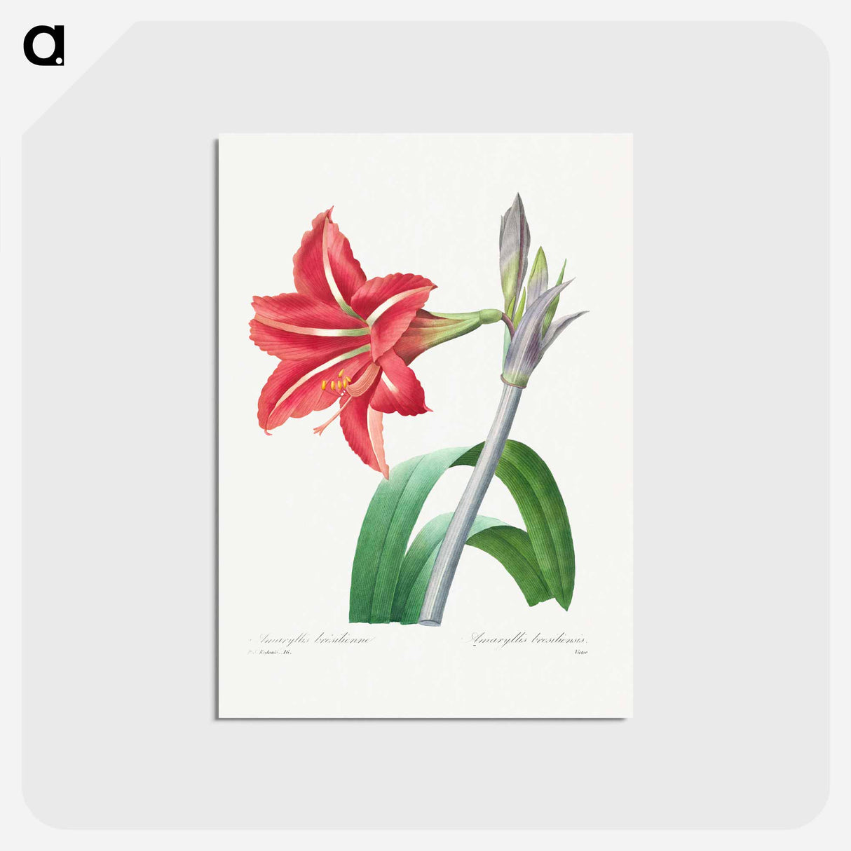 アートポストカード-Brazilian Amaryllis - ピエール ジョゼフ ルドゥーテ Postcard.