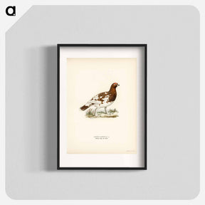 アートポスター-Willow Ptarmigan
 - スヴェンスカ フォグラル Poster.