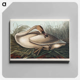 アートパネル-Trumpeter Swan from Birds of America
 - アメリカの鳥たち Canvas.