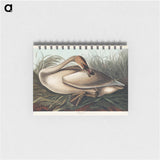 アートメモ帳-Trumpeter Swan from Birds of America
 - アメリカの鳥たち Memo.