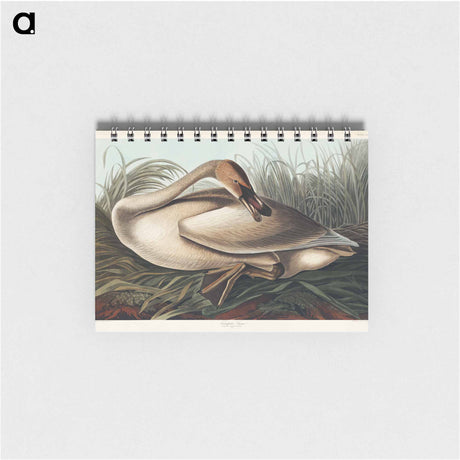 アートメモ帳-Trumpeter Swan from Birds of America
 - アメリカの鳥たち Memo.