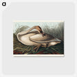 アートポストカード-Trumpeter Swan from Birds of America
 - アメリカの鳥たち Postcard.