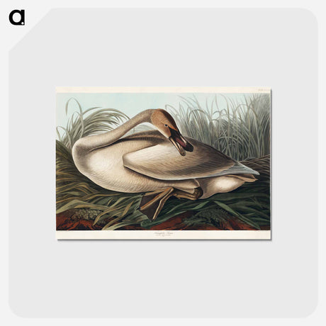 アートポストカード-Trumpeter Swan from Birds of America
 - アメリカの鳥たち Postcard.