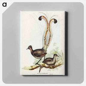 アートパネル-Lyre Bird
 - オーストラリアの鳥 Canvas.