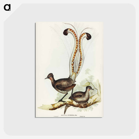 アートポストカード-Lyre Bird
 - オーストラリアの鳥 Postcard.