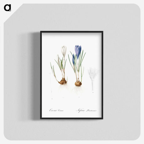 1-97_The-Lilies_blk-crop