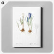 1-97_The-Lilies_canvas