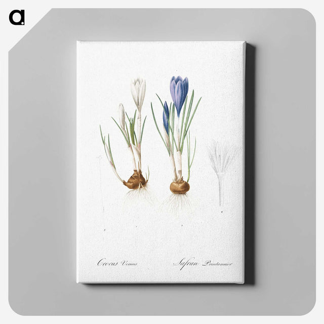 1-97_The-Lilies_canvas