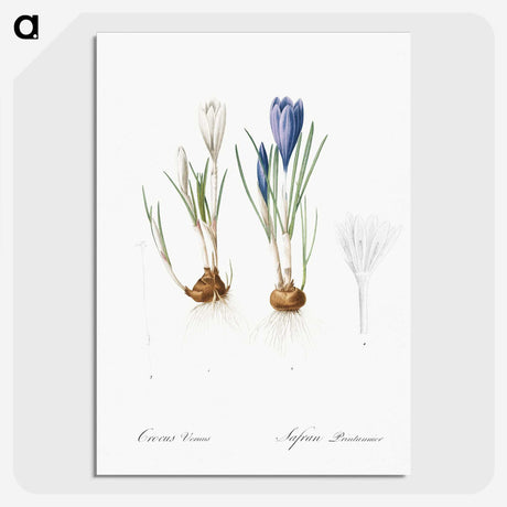 1-97_The-Lilies_picture-crop