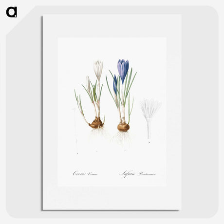 1-97_The-Lilies_picture