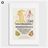 アートポスター-Dog-Tooth Violet and Butterflies from Mira Calligraphiae Monumenta
 - 書道のお手本 Poster.