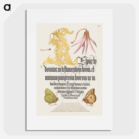 アートポスター-Dog-Tooth Violet and Butterflies from Mira Calligraphiae Monumenta
 - 書道のお手本 Poster.