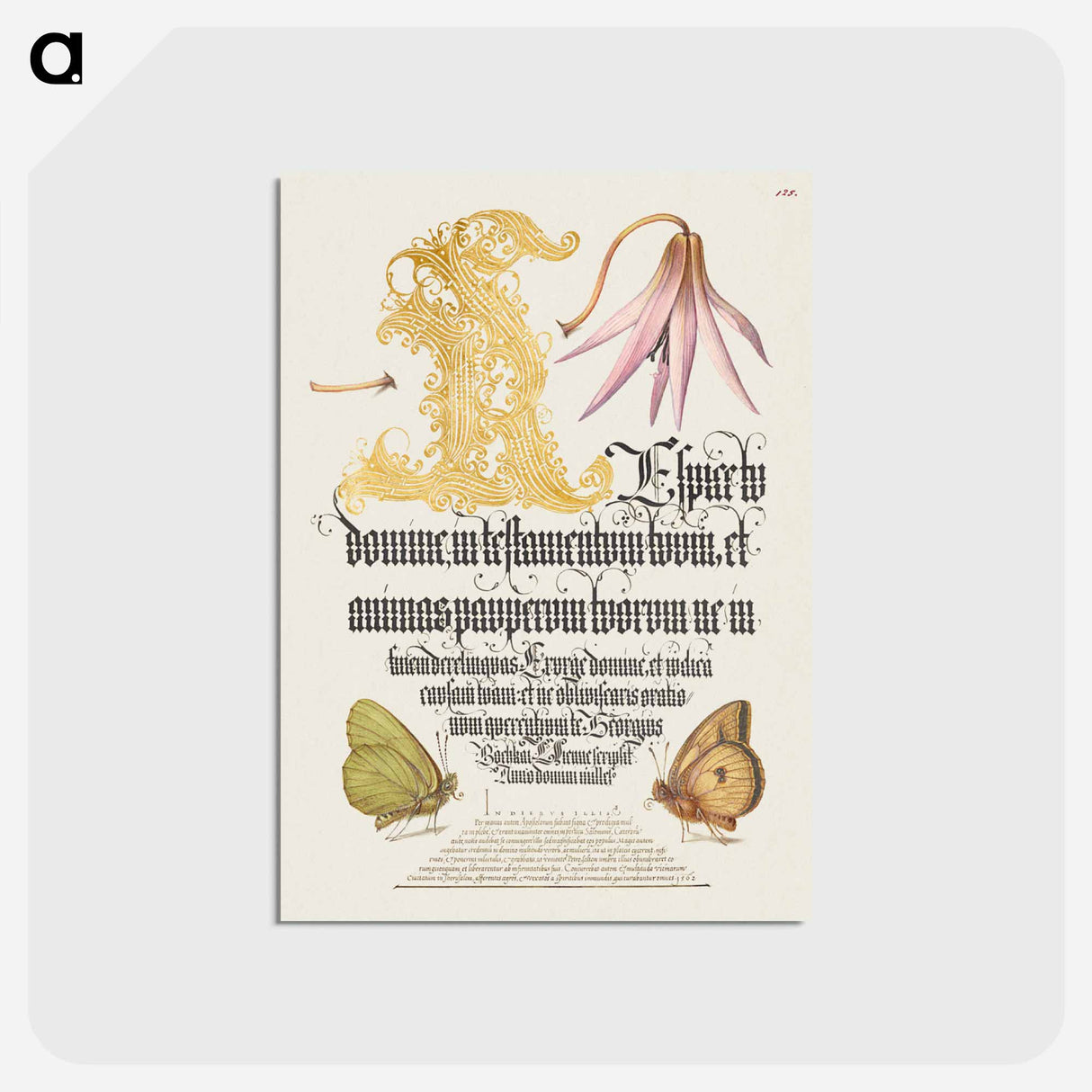 アートポストカード-Dog-Tooth Violet and Butterflies from Mira Calligraphiae Monumenta
 - 書道のお手本 Postcard.