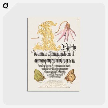 アートポストカード-Dog-Tooth Violet and Butterflies from Mira Calligraphiae Monumenta
 - 書道のお手本 Postcard.