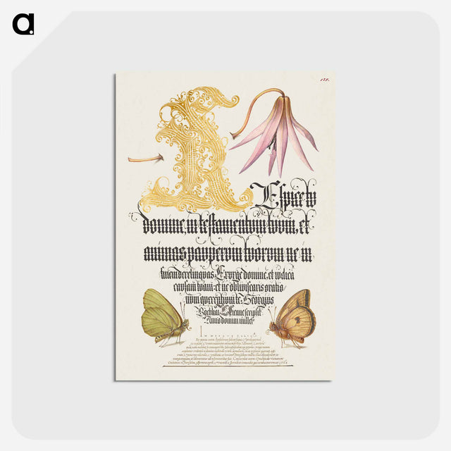アートポストカード-Dog-Tooth Violet and Butterflies from Mira Calligraphiae Monumenta
 - 書道のお手本 Postcard.