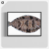 1-97_The-Natural-History-of-British-Fishes_blk-crop