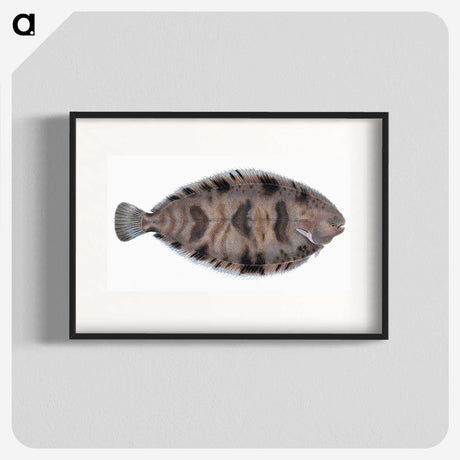 1-97_The-Natural-History-of-British-Fishes_blk
