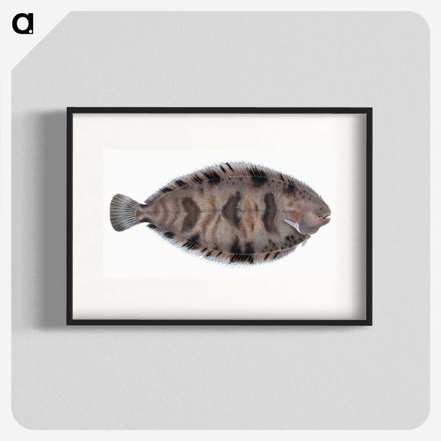 1-97_The-Natural-History-of-British-Fishes_blk