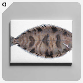 1-97_The-Natural-History-of-British-Fishes_canvas