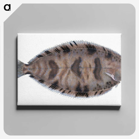 1-97_The-Natural-History-of-British-Fishes_canvas