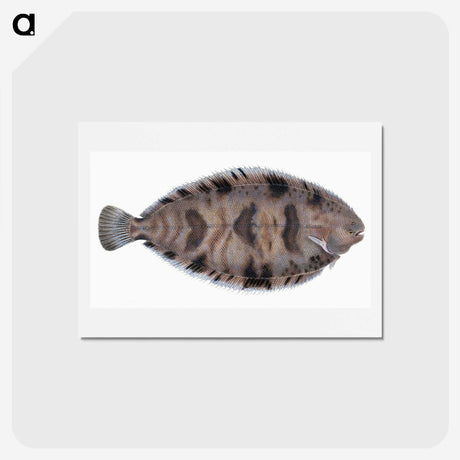 1-97_The-Natural-History-of-British-Fishes_hagaki