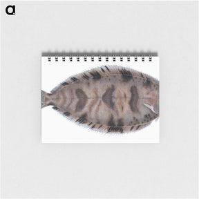 1-97_The-Natural-History-of-British-Fishes_memo