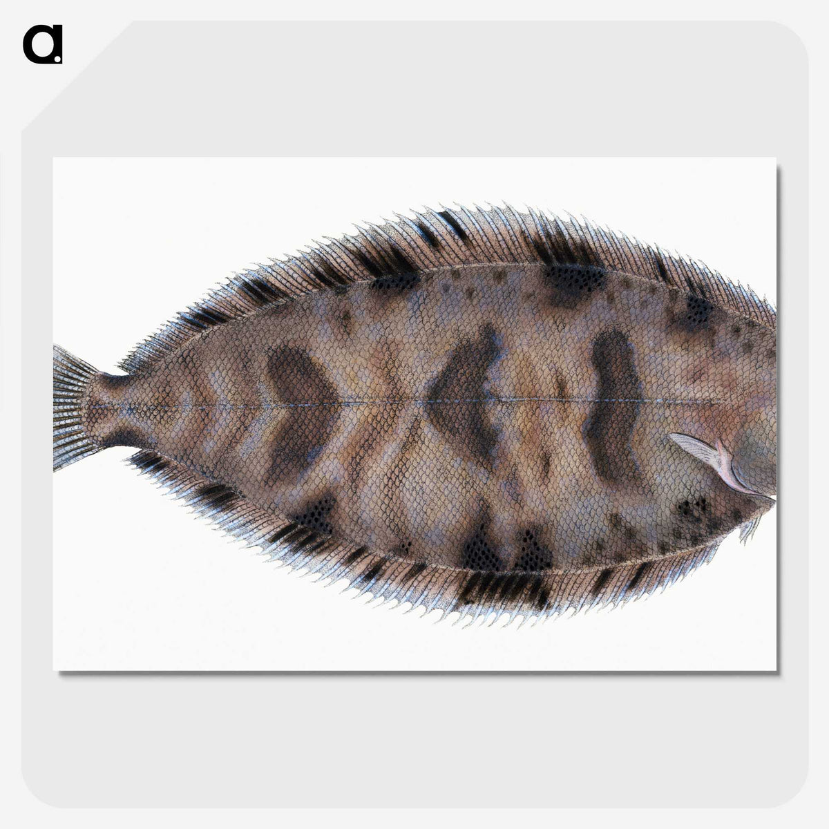 1-97_The-Natural-History-of-British-Fishes_picture-crop